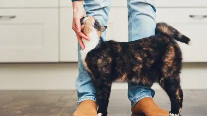 Would you say you're the dog or the cat...?