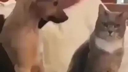 Everything you need to know about dogs and cats.