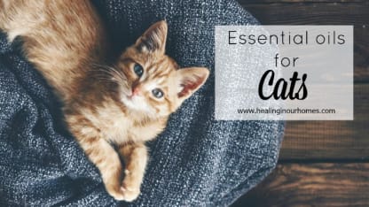 Cat of a young a friend of mine needs help