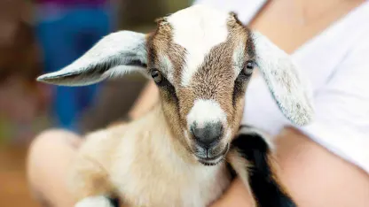 A green goat (April 2020 nominations)