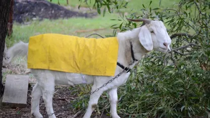 April 4th - "April Showers Bring May Flowers. Then the goat eats them."