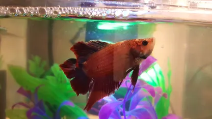 Make it a Betta World