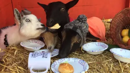 A month for Thanksgoating (November 2021 goat nominations)