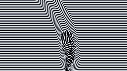 A zebra, by Aman Daharwal