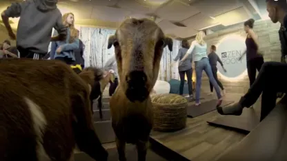 Would Your Holiday Travels Be Better If You Could Do Goat Yoga at the Airport?
