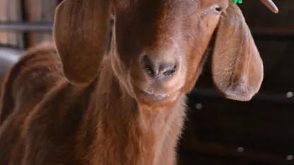 What could possibly goat wrong? (Jan 2018 Blame Thread)