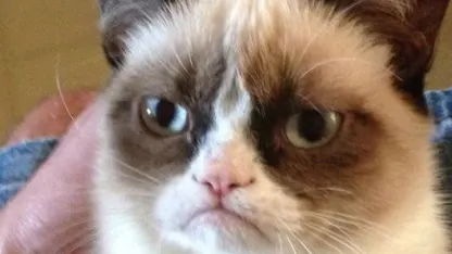 Happy Birthday, Meh!