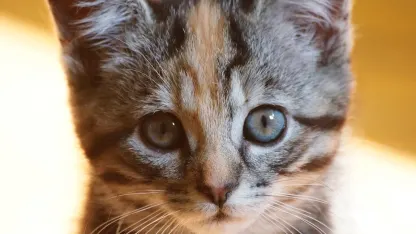 Make America Kittens Again