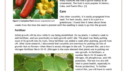 Fruit of the Day: Cassabanana