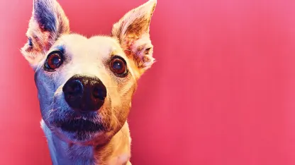 What's the best breed of dog to advertise human haircare products? (Support your answer in the comments.)