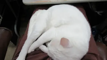 Cats do Cat Things for Cat Reasons.