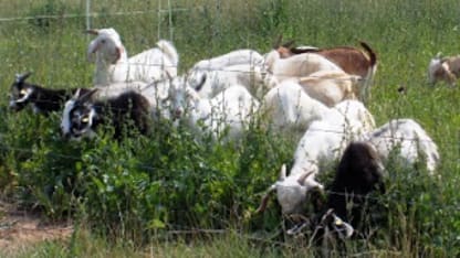 Goat nominations March!!!