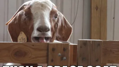 Stupid Goat! Meme Contest