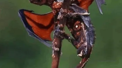 Covid Humor - August Edition