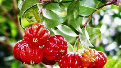 Fruit Tree of Yesterday: Suriname Cherry