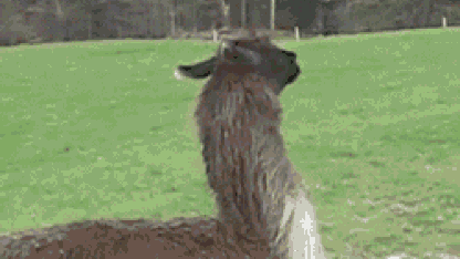 Show me your best llama GIF
