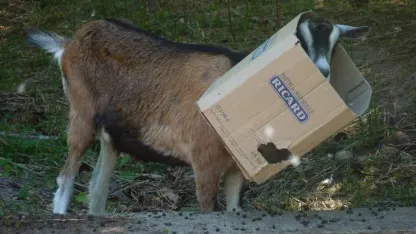 Giving up the goat (February 2021 scapegoat blame thread)