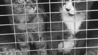 Help!  Moving across country with cats!