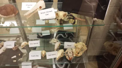 Possum Head Chronicles series 3?