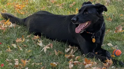 a non-political, happy, dog-u-lar, post