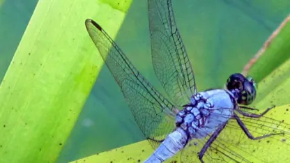 That Other Place is using Suckers. Coincidence?