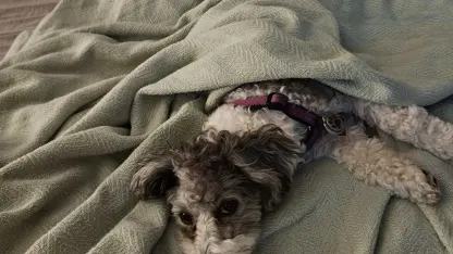 Dog in the house-YIKES