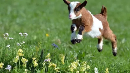 June GoaTly Nominations