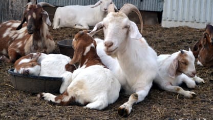 Scavenger hunt:: & Substitute Goat:: Winners announced.