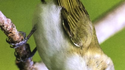 Look Smart Trivia: Birds