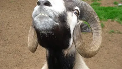 Goats and their freaky eyes!