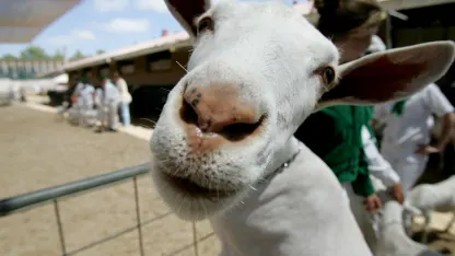Sorry Folks, No More Emotional Support Goats on Alaska Airlines