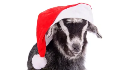 Christmas is upon us!  Welcome to TaRDy's Goat Non-test!