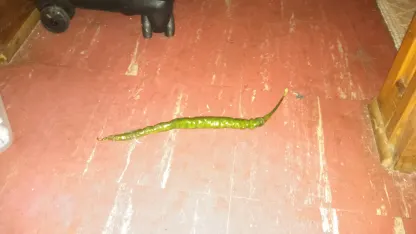 13+ yr old kitty going down