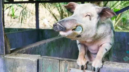 Is there such a thing as Florida Pig? I think there is...