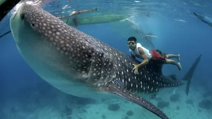 Fuck it. Best shark: