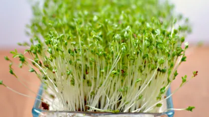 do you do sprouts?