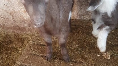 March 3rd Goat topic - Beautiful Glass