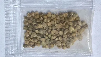 Plastic Seeds in the mail