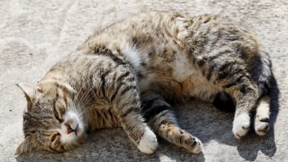 Post tape worm treatment in cats and they are now sick?