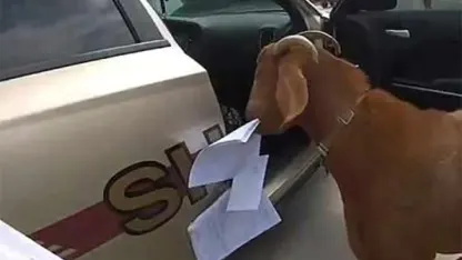 2020 Dec. Goat Daily Rant 09