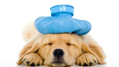 Yoshi has a question - Pet Insurance?