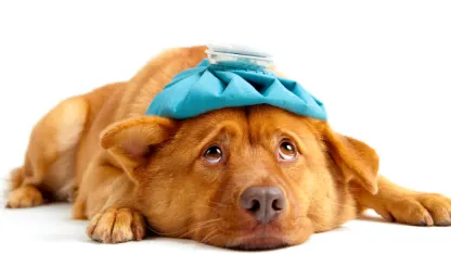 I hate catching a damn cold.