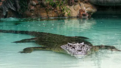 Fort Worth's Salty the Crocodile Picks Patriots to Win Super Bowl