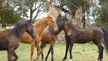 Mehrican Exchange 1.0 minor postponement...