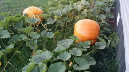 Punkin Chunkin canceled again for 2015