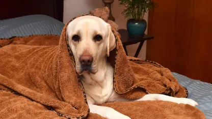 2-Pack: Scrub-It XL Microfiber Bath & Beach Towel for Pets