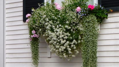 The dirt and my shame shall last forever!