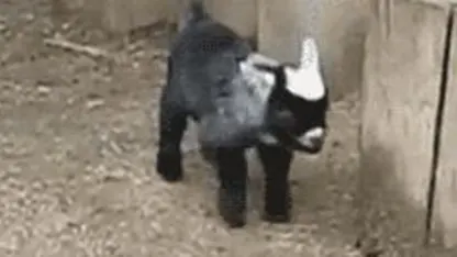 Goat Attack your loved ones!