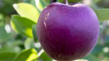 An apple for @barney