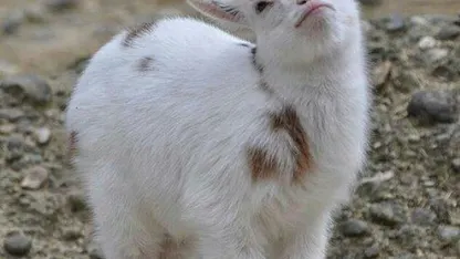 Cooking with Goats!* IronChefToni's Goat Cookbook